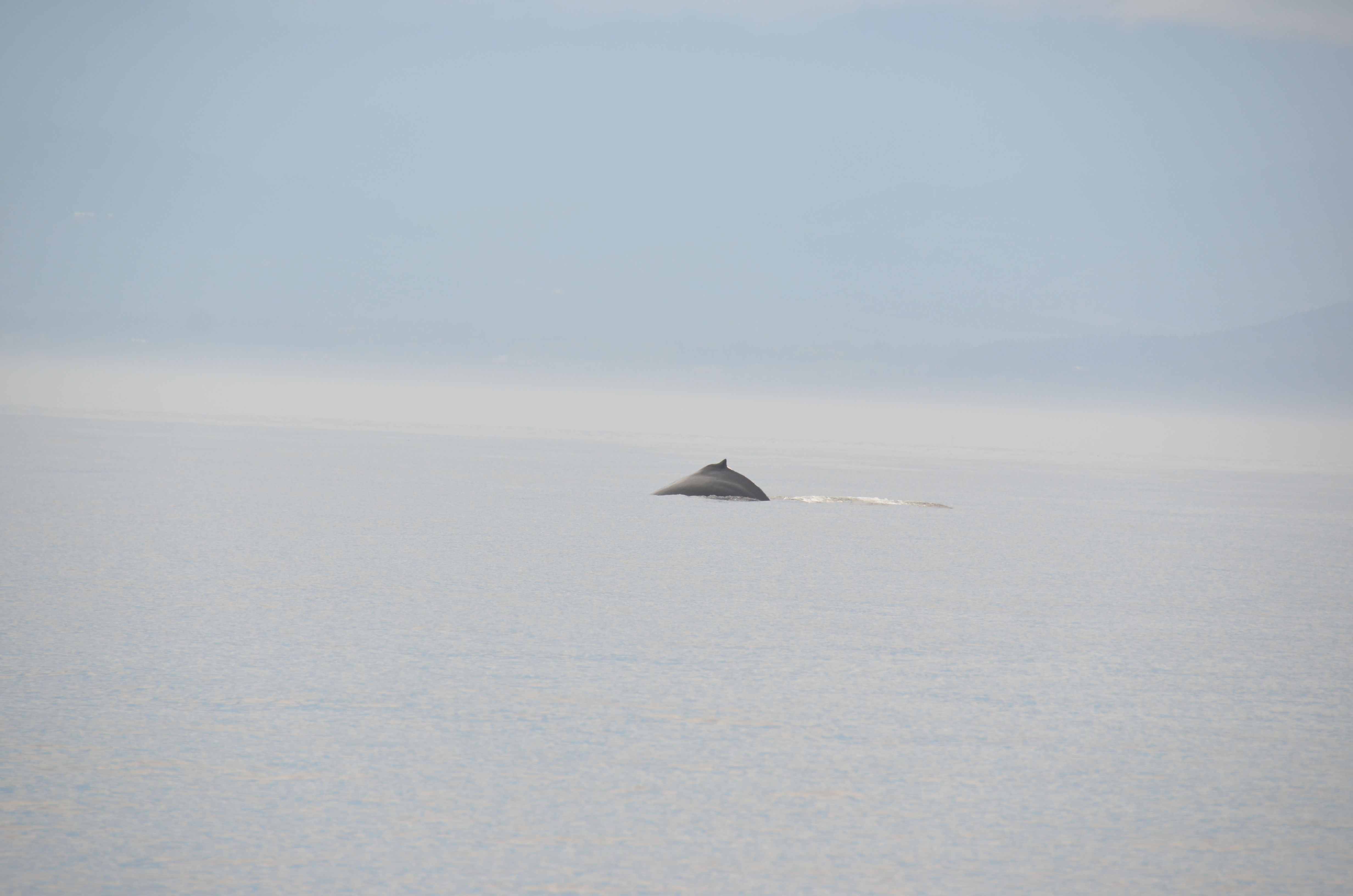 photos/wildlife/Mammal_Species/Humpback Whale/DSC_0021.JPG